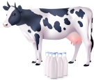 Cow milk