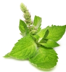 Tulsi